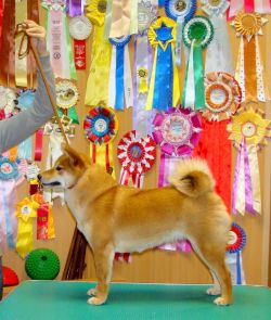 picture of dog