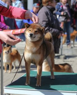 picture of dog