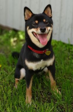 picture of dog