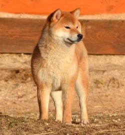 picture of dog