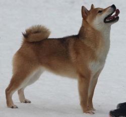 picture of dog