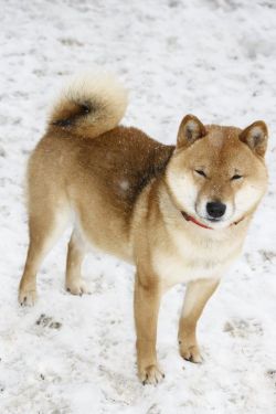 picture of dog