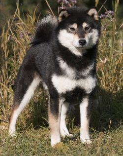 picture of dog