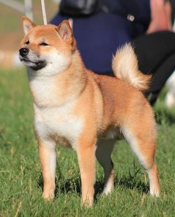 picture of dog