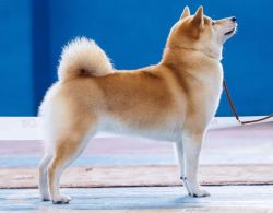 picture of dog