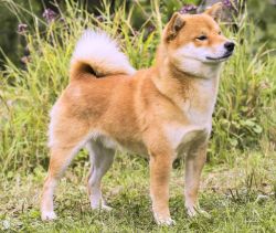 picture of dog