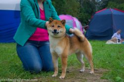 picture of dog