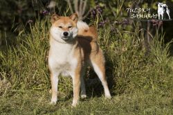 picture of dog