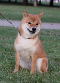 picture of dog