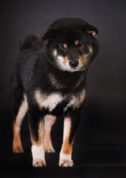 picture of dog