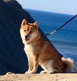 picture of dog