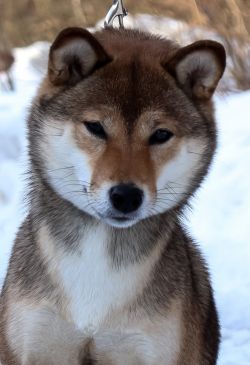 picture of dog