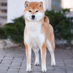 picture of dog