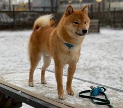 picture of dog