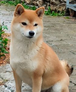 picture of dog