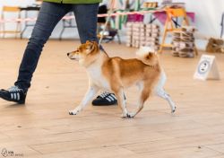 picture of dog