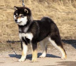 picture of dog