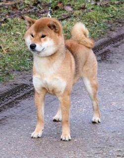 picture of dog