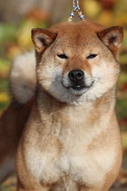 picture of dog
