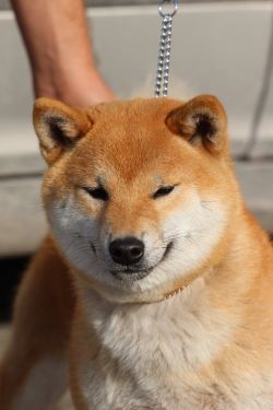 picture of dog