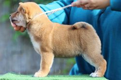 picture of dog