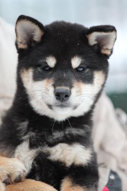 picture of dog