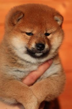 picture of dog