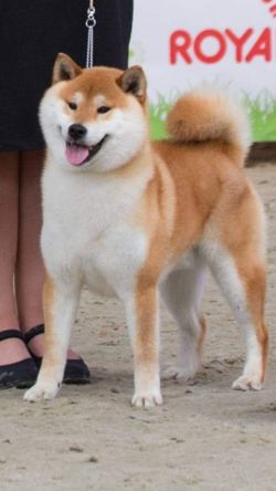 picture of dog