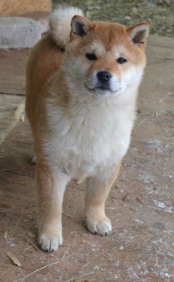 picture of dog