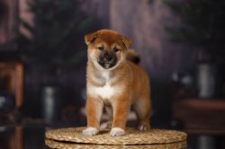 picture of dog