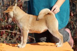 picture of dog
