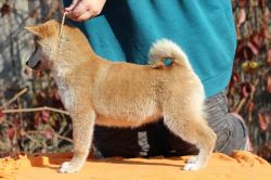 picture of dog