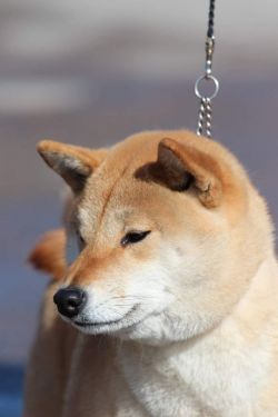 picture of dog
