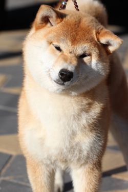 picture of dog