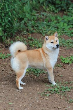 picture of dog