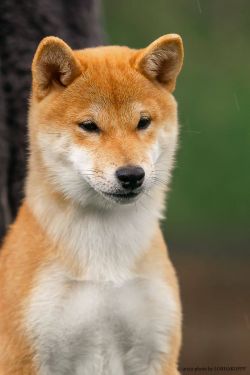 picture of dog