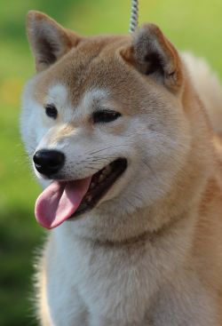 picture of dog