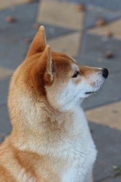 picture of dog
