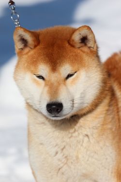 picture of dog