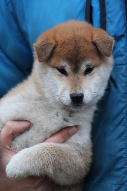 picture of dog