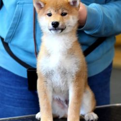 picture of dog