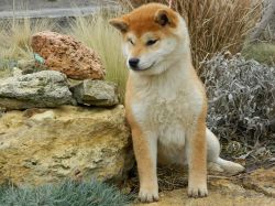 picture of dog