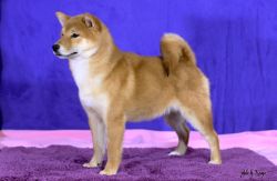 picture of dog