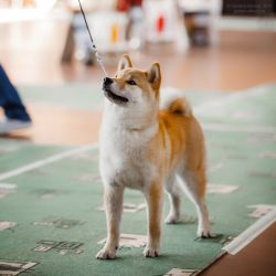 picture of dog
