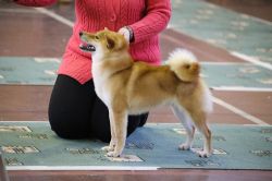 picture of dog