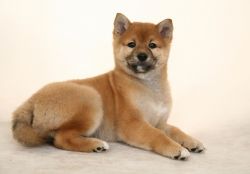 picture of dog