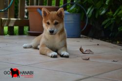 picture of dog