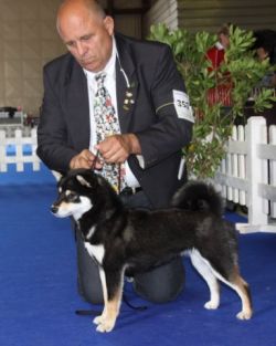 picture of dog