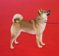 picture of dog
