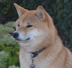 picture of dog